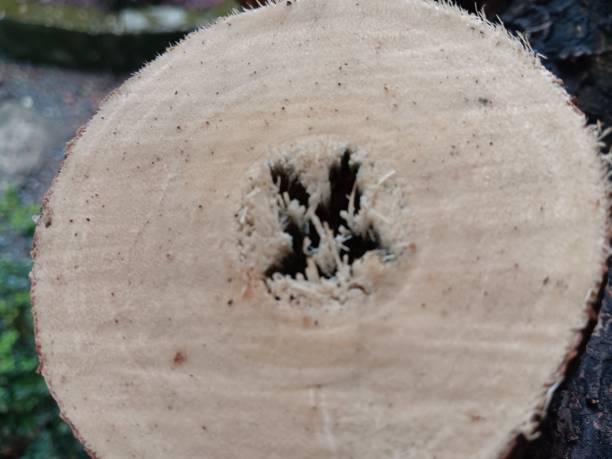 Natural building material