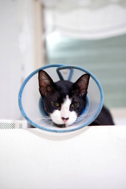 A cat sickness life