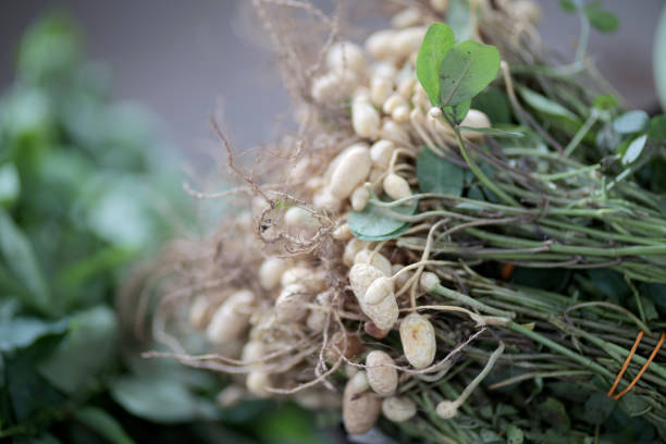 Bunches of peanut root at Asian morning market retail display. It is commonly boiled with soup for its nutrition to growth