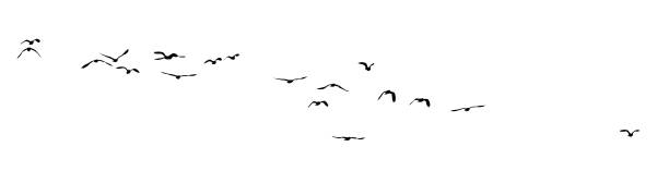 flock of birds silhouette isolated on clear background
