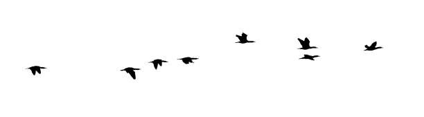 istock flock of birds silhouette isolated on clear background 2185936867