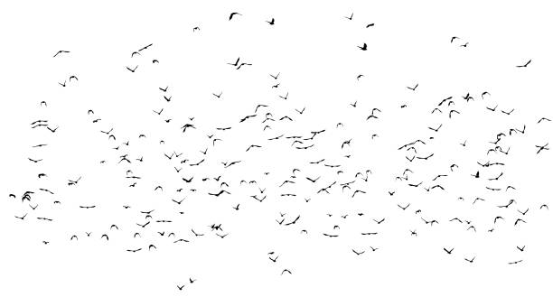 istock flock of birds silhouette isolated on clear background 2185936873