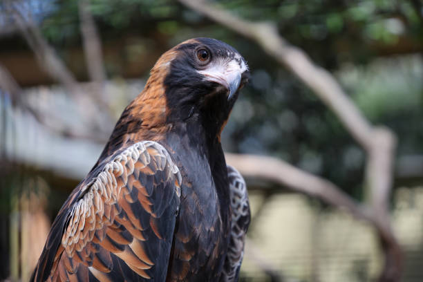 istock The black breasted buzzard is predator in nature at australia 2185937007