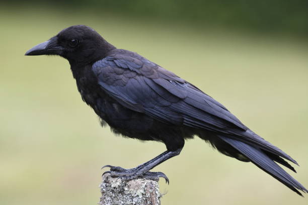 Crow in Smokey Mountain NTL park
