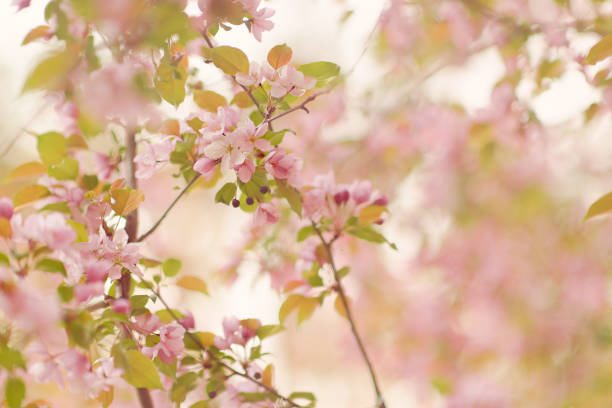 Pink flowering blossoms in spring