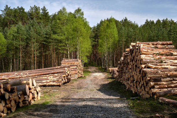 istock piles with wood, dirt road and mixed forest in summer 2185943048