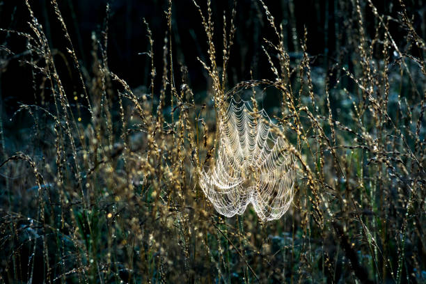 An intricate spider web is adorned with countless dewdrops, each acting like a tiny lens reflecting the ambient colors of dawn. The background is softly blurred in warm beige and orange tones, enhancing the delicate, almost ethereal quality of the scene. The composition highlights natural symmetry and fragility.