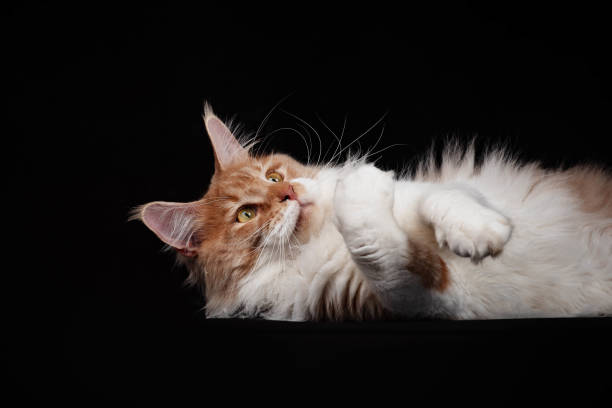 istock a Maine Coon cat on a black background 2185946149