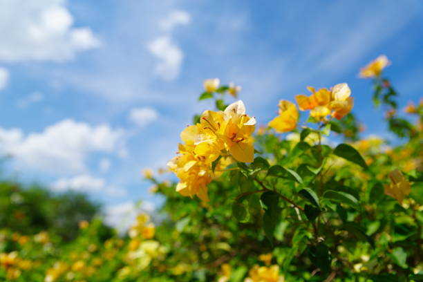 Bright yellow Bougainvillea flowers bloom under a clear blue sky, creating a vibrant and cheerful natural scene.
