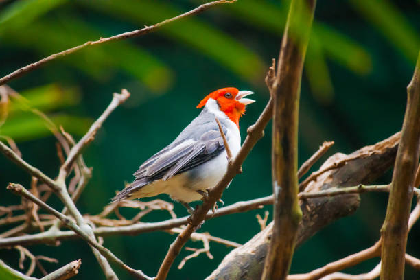 istock A Red-crested Cardinal perches elegantly on a tree branch, its striking red head contrasting beautifully against the soft green foliage 2185950736