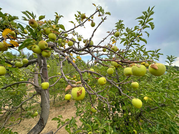 istock Apple orchard, rows of apple trees full of fruit ready for picking 2185951891