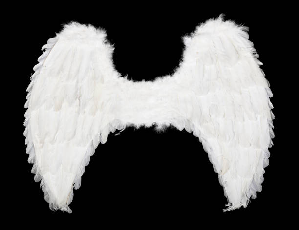 Bird's wing