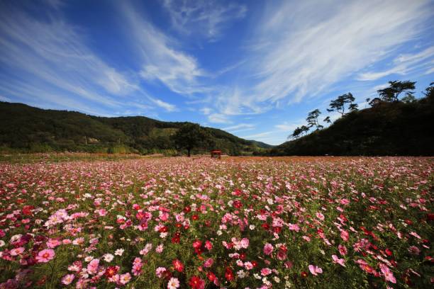 istock Vibrant field of pink and white flowers under a dynamic blue sky with wispy clouds 2185957624