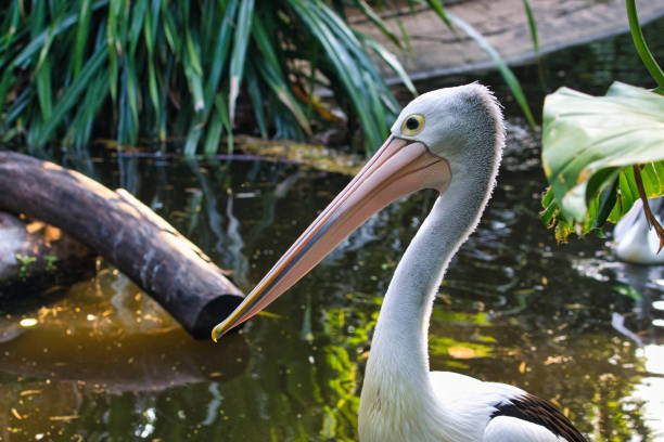 Pelicans at beach, standing in brown water lake on a sunny day