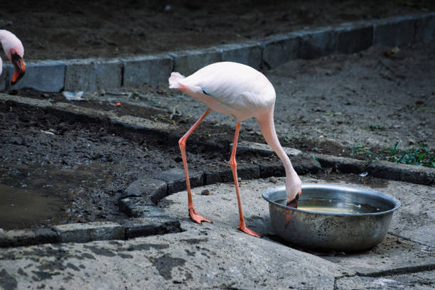 A graceful flamingo stands by a metal bowl, drinking water amidst a natural setting. The bird's elegant posture and vivid colors create a serene wildlife scene
