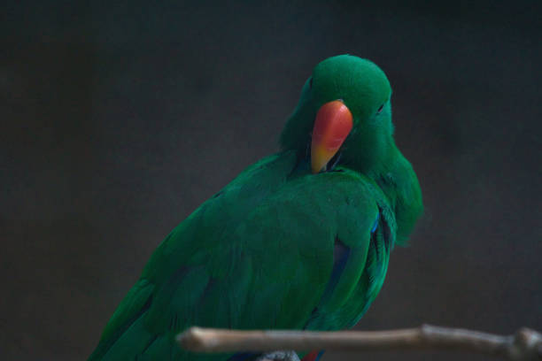 Green parrot in captivity.