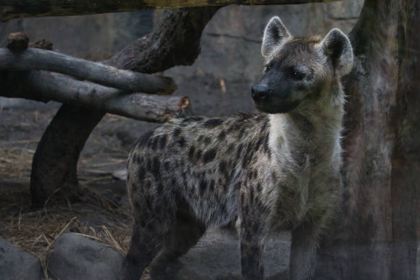 Captivating Portrait of a Curious Hyena
