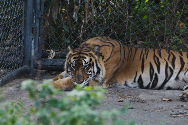 istock Sumatran Tiger Rests in Zoo Cage Amidst Green Leaves 2185961409