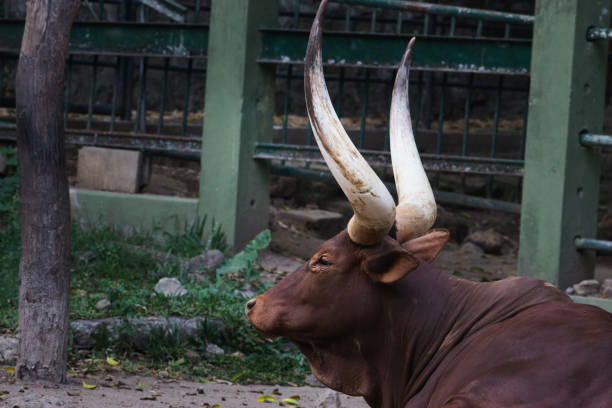 Close-up of a majestic Ankole Watusi bull resting on the ground, showcasing its large curved horns against a natural setting. An embodiment of strength and tranquility in nature.