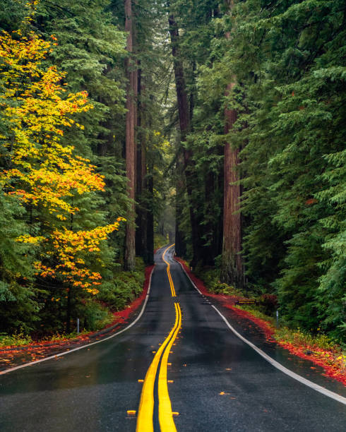 Fall on the Avenue of the Giants