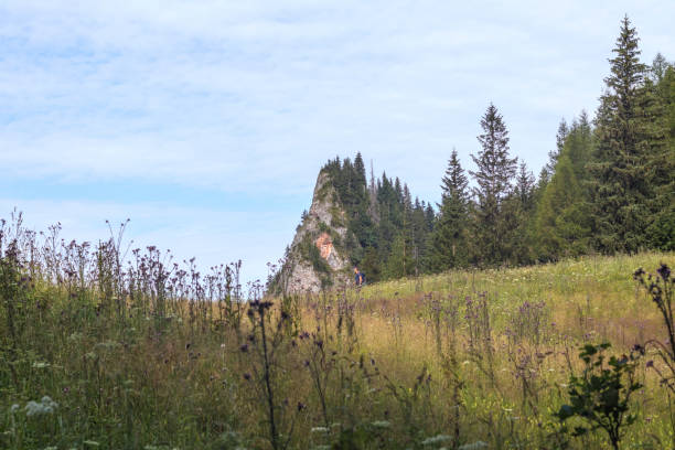 a person walks through a flower meadow in pink