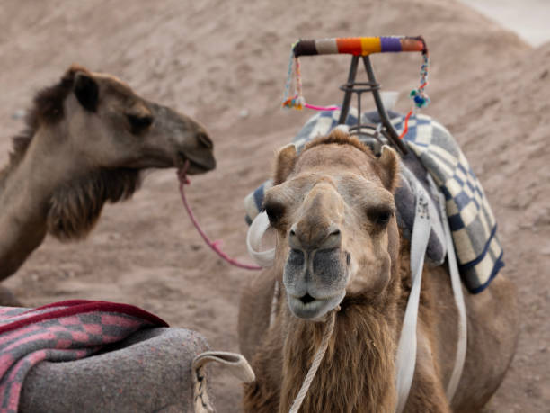 Close-up of camels (Camelus dromdarius) with saddles are laying down resting in sand in Morocco's Agafay Desert in the late afternoon.