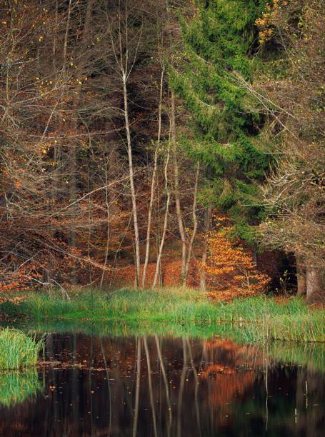 istock Serene forest scene with autumn foliage and tree reflections in a calm pond 2185970088
