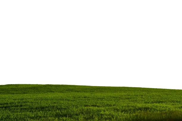 Green grass on meadow isolated on white background. Summer landscape