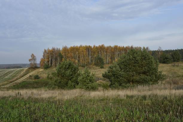 istock Autumn landscape with birch and pine trees. 2185971981