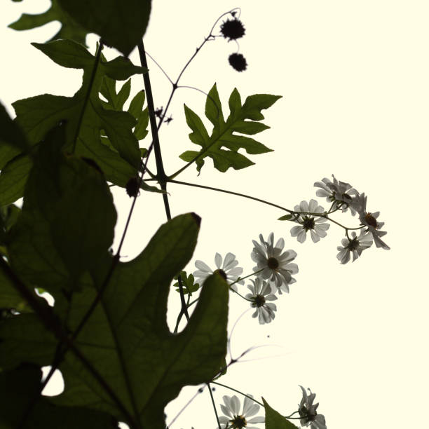 Montanoa hibiscifolia, the tree daisy or Anzac-flower