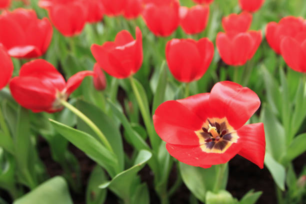 istock Tulips in a field garden arranged in a pattern 2185977704