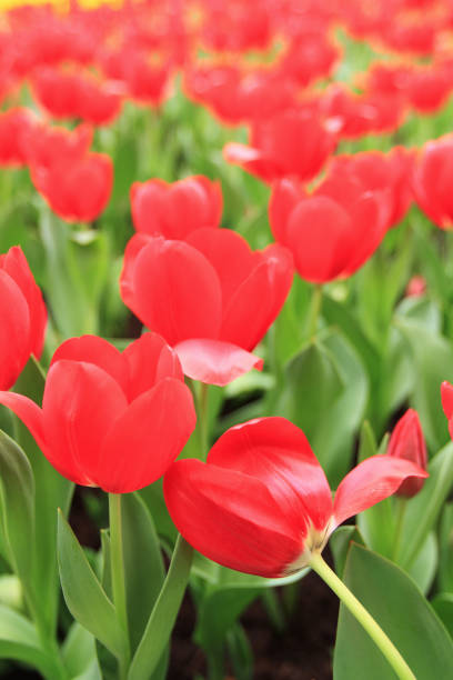 the Tulips in a field garden arranged in a pattern