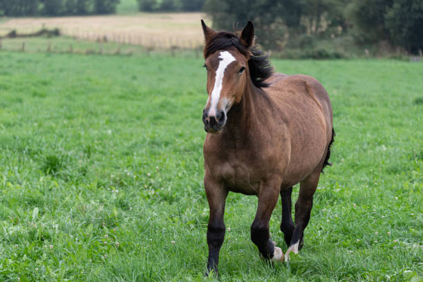 istock thoroughbred horse trotting with long mane blown by the wind 2185977888