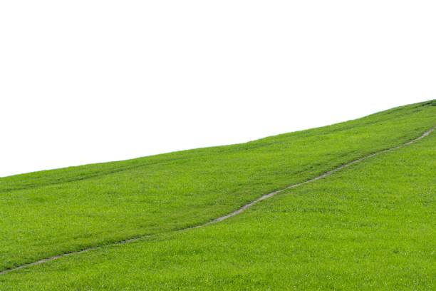 Path on a green meadow isolated on white background. Summer landscape
