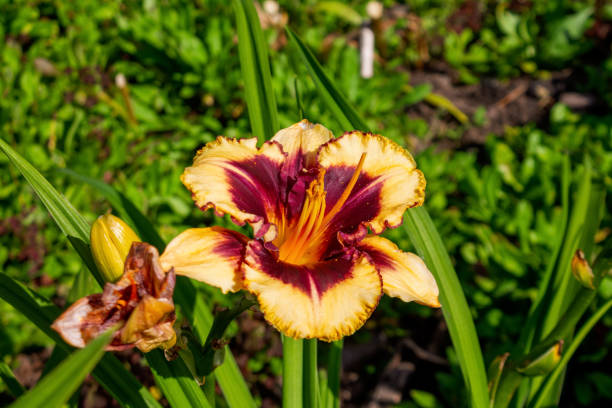 istock A delicate lily with blossoming petals, decorated with dew, symbolizes the purity and elegance of nature 2185979586