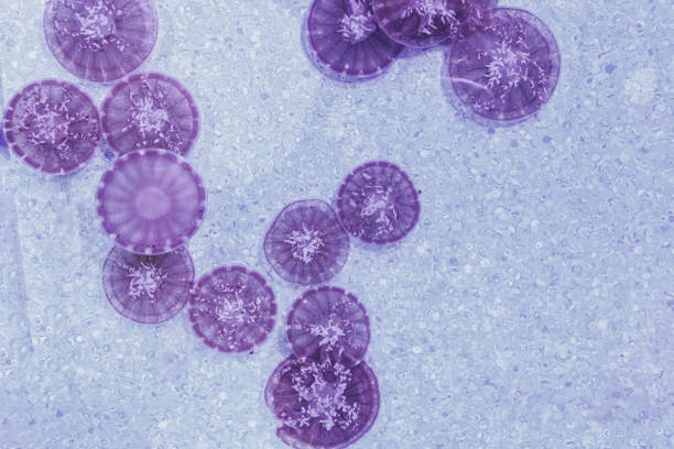 underwater photography jellyfish Cassiopea andromeda, upside down jellyfish close-up