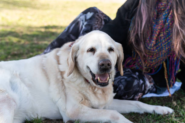 White labrador dog lying on the grass near its owner in a park, enjoying a sunny day