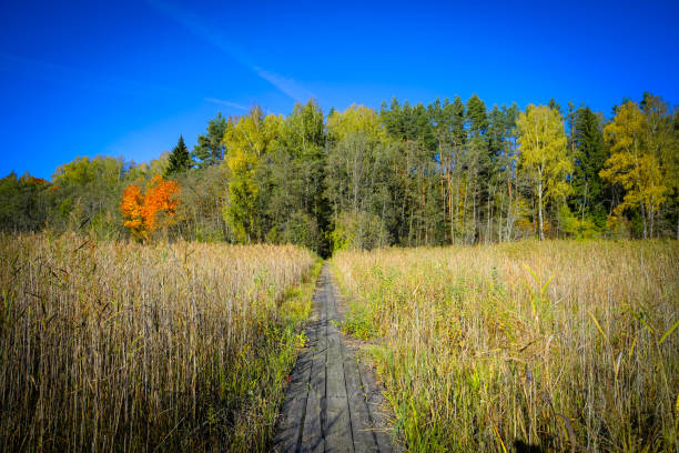 A narrow wooden pathway leads through tall reeds toward a colorful autumn forest, under a vibrant blue sky and golden light.