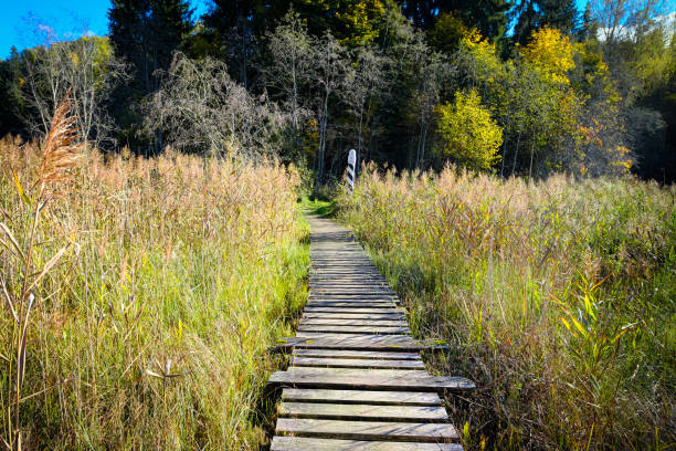 A rustic wooden boardwalk leading through autumn wetlands with tall reeds and a border marker in the background.