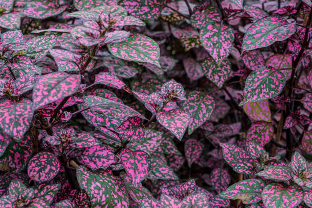istock Pink and Green Polka-Dotted Hypoestes Leaves 2185985564