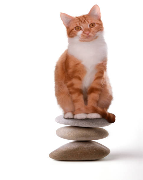 Cat meditation calm on stones