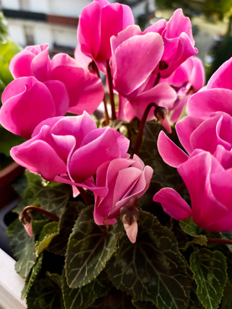 istock Pink cyclamen in balcony. 2185986940