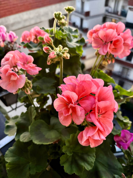 Beautiful rose geranium flowers in the balcony. Gardening concept. Blurred background.