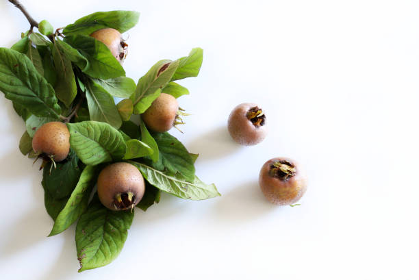 Branch with medlars fruit and medlars isolated on a white background. Healthy autumn fruit. Mespilus germanica.