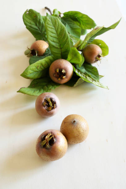 Branch with medlars fruit and medlars isolated on a white background. Healthy autumn fruit. Mespilus germanica.