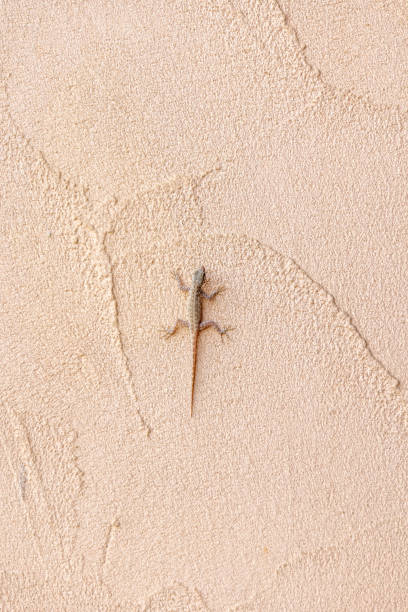 istock Small lizard resting on a textured beige wall with a sandy, rough surface. Copy space 2185987317