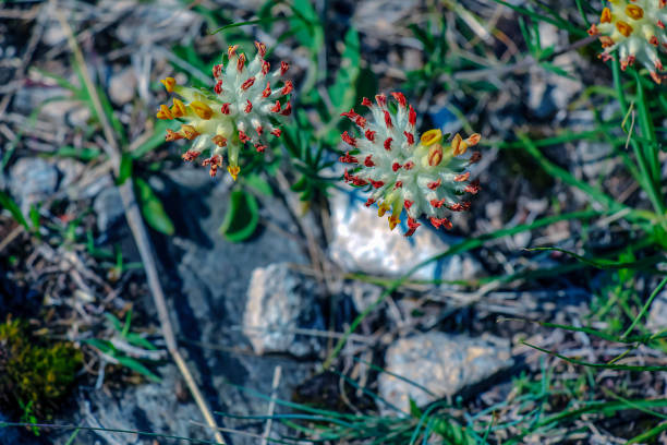 istock Anthyllis vulneraria. Pulcella, Fabaceae. Wild medicinal plant 2185990357