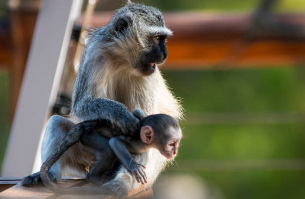 istock Mother And baby African Monkey 2185990624