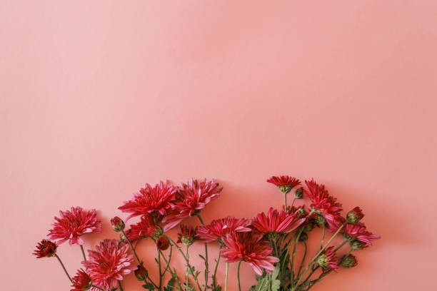 istock Red chrysanthemums arranged against a soft pink background, creating a vibrant and elegant floral composition perfect for seasonal, romantic, or aesthetic themes 2185990631