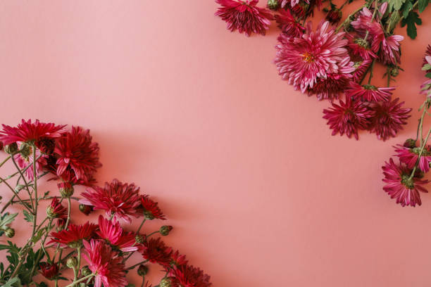 istock Red chrysanthemums arranged against a soft pink background, creating a vibrant and elegant floral composition perfect for seasonal, romantic, or aesthetic themes 2185990633